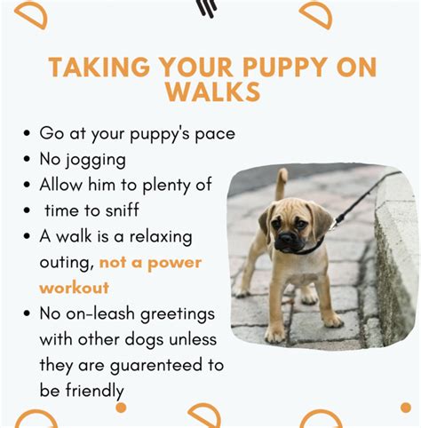 Basic Puppy Training Tips Tricks And Techniques Spiritdog Training