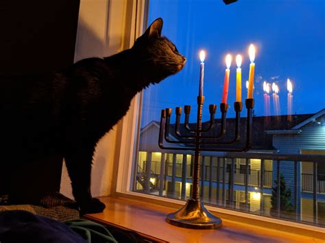 Jewish Cat On Tumblr