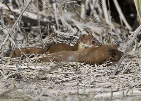 A Cannibalistic Long Tailed Weasel Feathered Photography