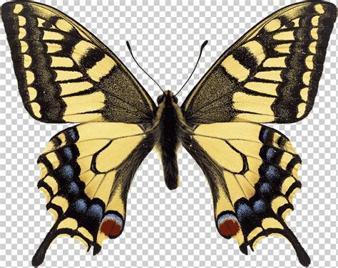 Mariposa Cola De Golondrina Papilio Machaon Mariposa Monarca Tigre