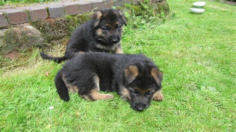 Hi all, my 9 week old lab puppy has already started humping things, not too frequently maybe a couple of times a day and at the moment its been a flower pot and his blanket. 8 weeks old German Shepherd puppies | in Yate, Bristol ...
