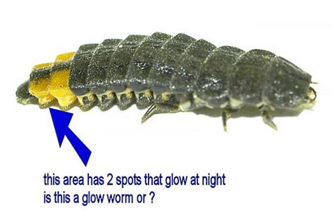 Glow Worm Glow Bug Pterotus Obscuripennis Bugguidenet