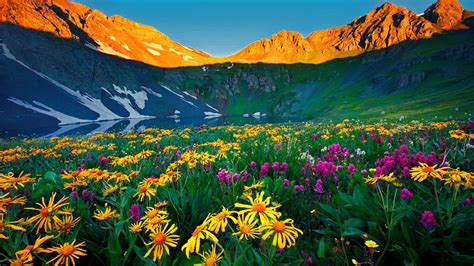 Wildflowers Colorado Alpine Flowers Rocky Mountains Nature Wallpapers