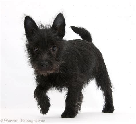 Dog Black Terrier Cross Puppy Photo Wp22848