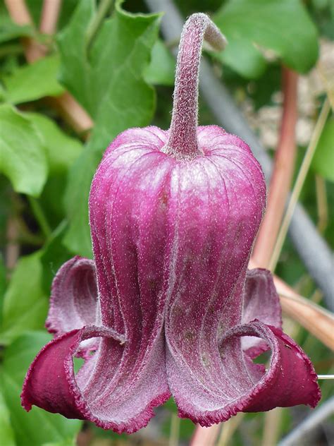 They therefore don't require any pruning at all. Bell-shaped flower - pictures of Clematis Pitcheri ...