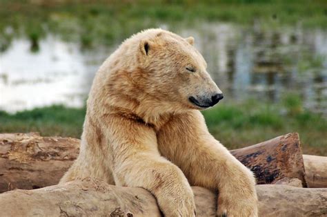 Pin By Bryan Gladstone On Polar Bears Polar Bear Brown Bear