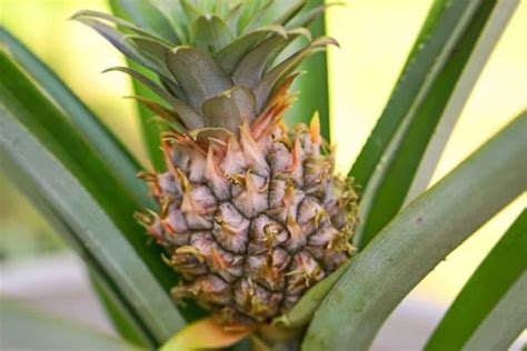 How To Grow A Pineapple From Crowntop To Harvest Check How This Guide