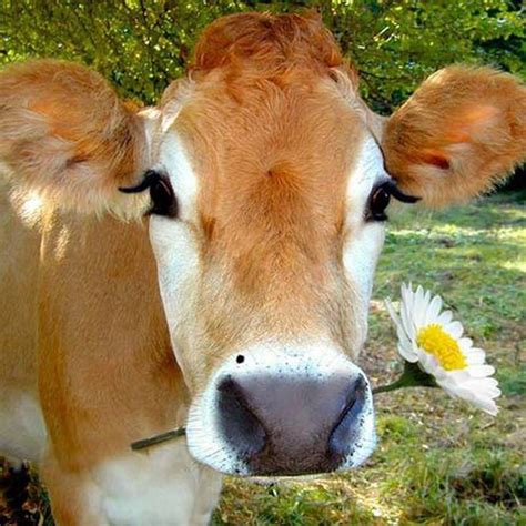 Pin By Poupy On Pour Poupy Cow Pictures Cute Cows Animals Beautiful