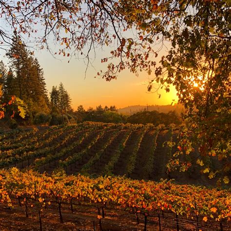Autumn In The Vineyards Sacramento Valley