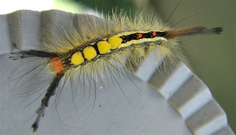 Guide to common caterpillars country life. nature tales and camera trails: Tussock Moth & Tiger Moth ...