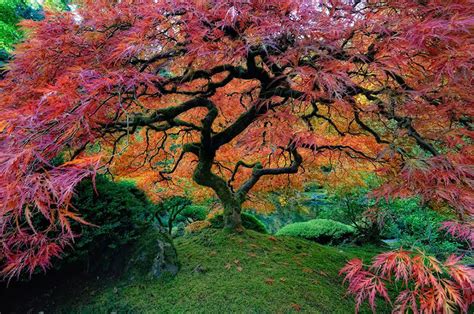 16 Of The Most Magnificent Trees In The World Bored Panda