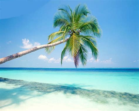 Vegetation of a tropical white beach with coconut trees. coconut-tree-near-sea-beach