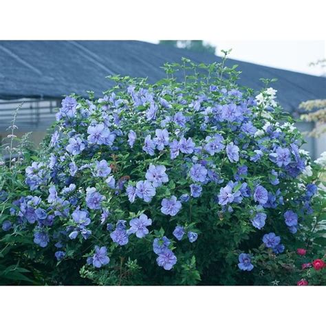 Blue Chiffon Rose Of Sharon Hibiscus Live Shrub Blue Flowers 3 Gal Landscaping With Rocks