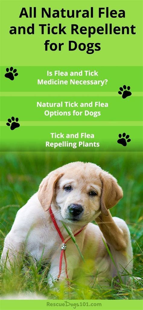 Natural Tick And Flea Prevention For Dogs