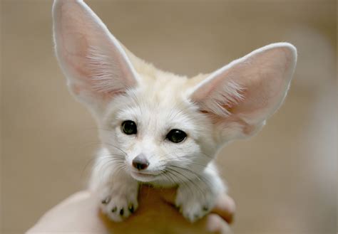 Download Hd Wallpapers Of 163012 Fennec Fox Animals Free Download