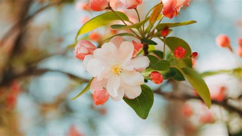 Download Wallpaper 1366x768 Flower Apple Branch Pink Gentle Blooms