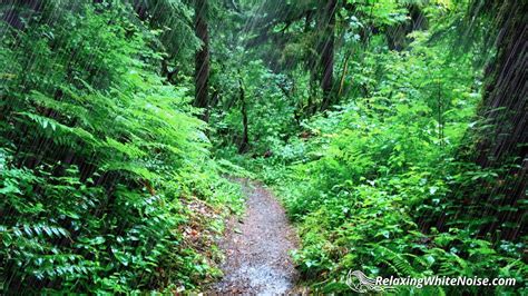 There are lots of fun things to do on a rainy day. Rainy Day Pacific Northwest | Rain Sounds for Sleeping ...