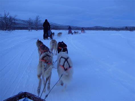 Dogsledding Kiruna Sweden Cani Da Slitta Parco Nazionale Del