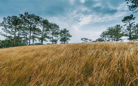 Wide Brown Grass Field Surrounded By Trees · Free Stock Photo