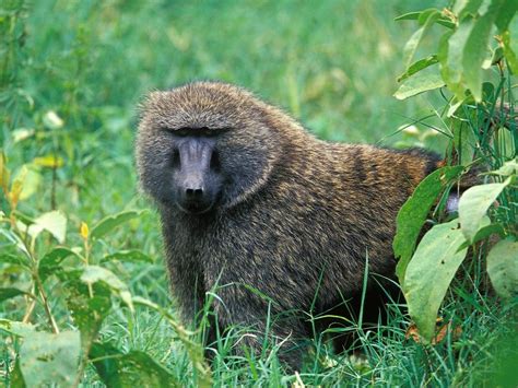 Baboon Amazing Animal Like Human | The Wildlife