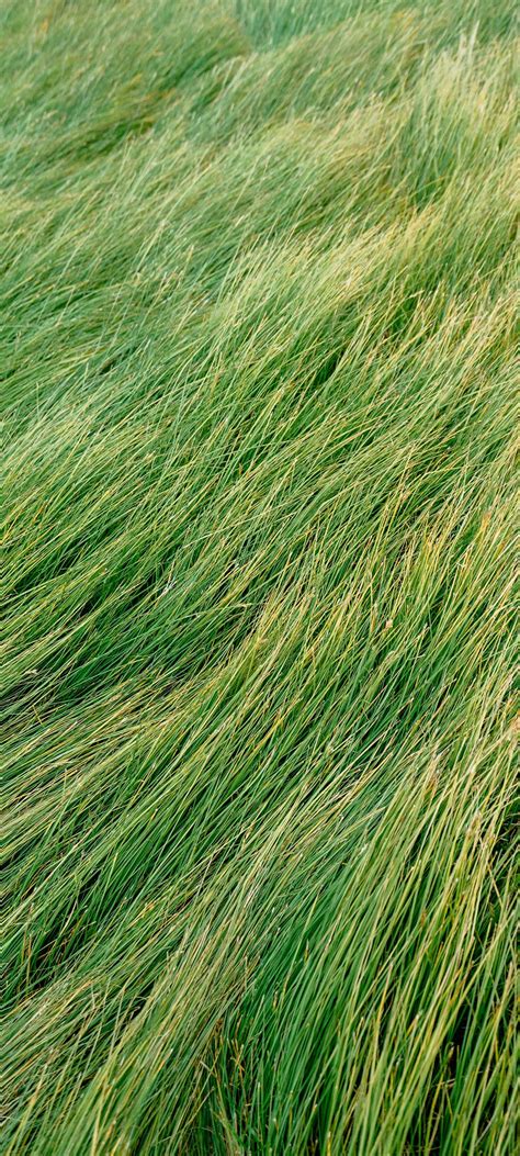 Pristine Green Grass Wallpaper