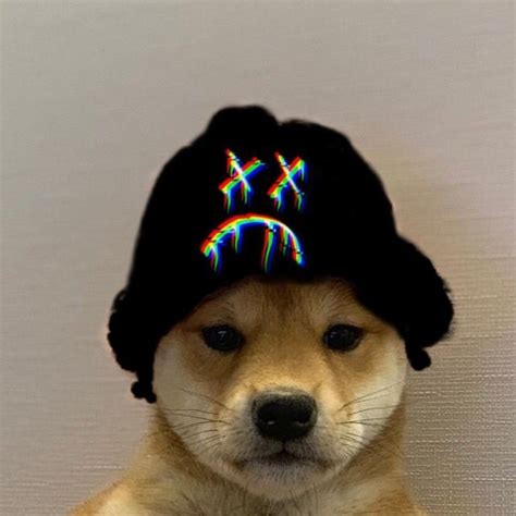 Pin By Cutierxse On Dog Wif Hat Cute Cats And Dogs Dog Icon Dog Images