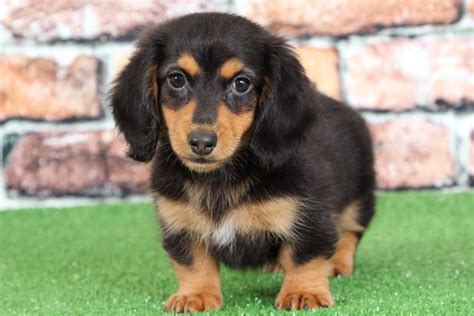 Maryland puppies online has more than 15 years of experience in breeding. Denver -Male Mini Dachshund Puppy - Maryland Puppies Online