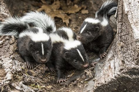 5 Things To Know About Skunk Breeding Season Animal Capture Wildlife