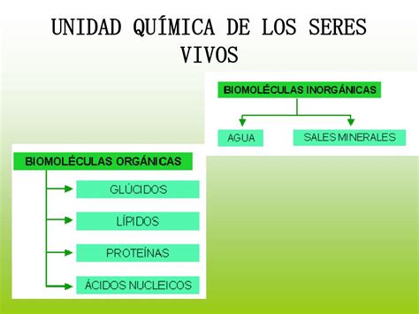 Ppt Unidad QuÍmica De Los Seres Vivos Powerpoint Presentation Free