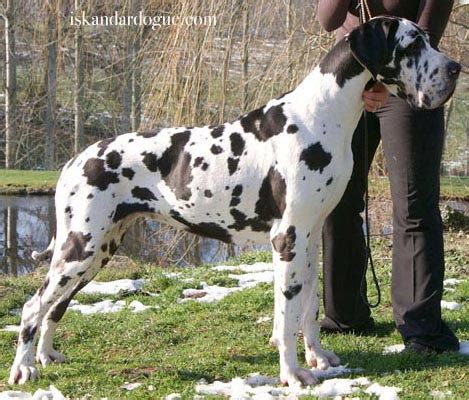 Maybe you would like to learn more about one of these? dogue allemand : al-azhar
