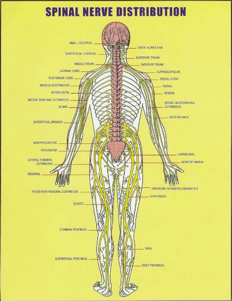 All About The Spinal Cord Spinal Nerve Distribution Chart Vertebral