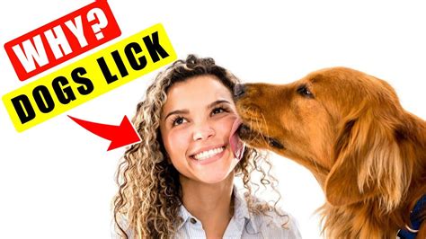 🤔 Why Do Dogs Lick You Education Doginsurance Youtube