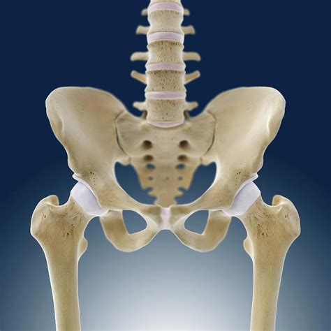 Hip Anatomy Photograph By Springer Medizin Science Photo Library Fine Free Nude Porn Photos