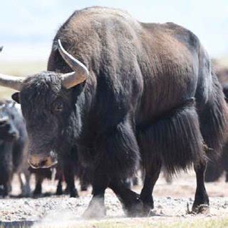 A wild yak in a domestic yak herd (Photographed by Xilite DABU