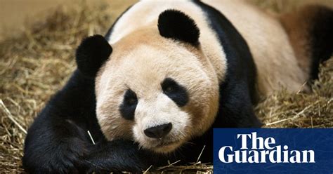 Everything You Always Wanted To Know About Panda Sex But Were Afraid