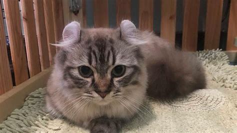 Munchkin cat, munchkin, munchkin cats, munchkin kitten, munchkin cat for sale, munchkin kittens, scottish fold munchkin, munchkin. How Much Does a Munchkin Cat Cost? - Let Me Show You With ...