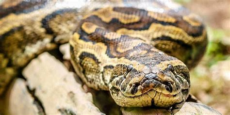The African Rock Python A Wildlife Guide ️