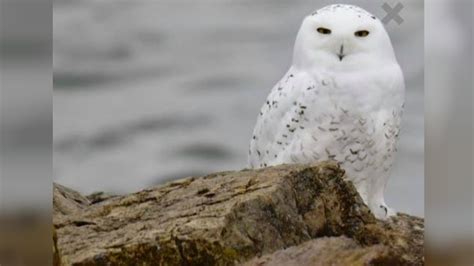 First ‘snowy Owl Of The Winter Season Spotted In Ohio