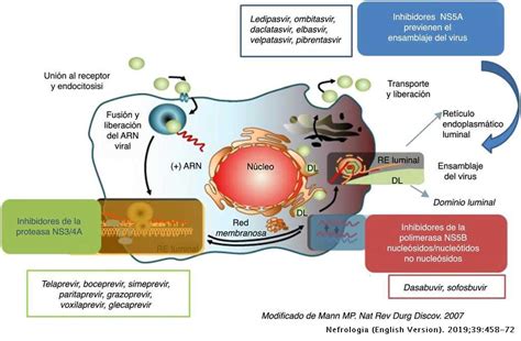 Pdf | hepatitis c virus (hcv) is a positive sense in the last decade, our basic understanding of hcv virology and life cycle has advanced greatly with the development of hcv cell culture and. Hepatitis C and kidney transplant: The eradication time of ...