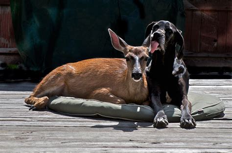 These Unexpected Animal Friendships Prove Love Has No Boundaries