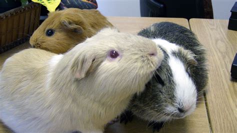 Difference Between A Guinea Pig And Hamster As Pets Planet Pet