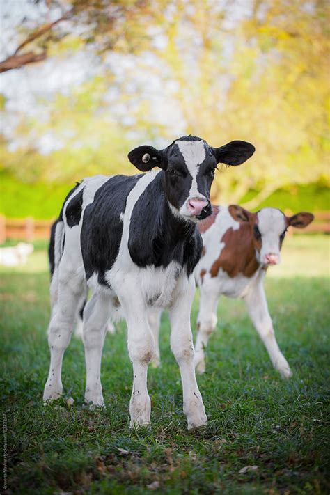 Cute Dairy Calves By Stocksy Contributor Rowena Naylor Stocksy