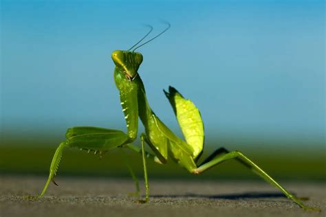 La Mantis Religiosa Consejos Para Mi Huerto