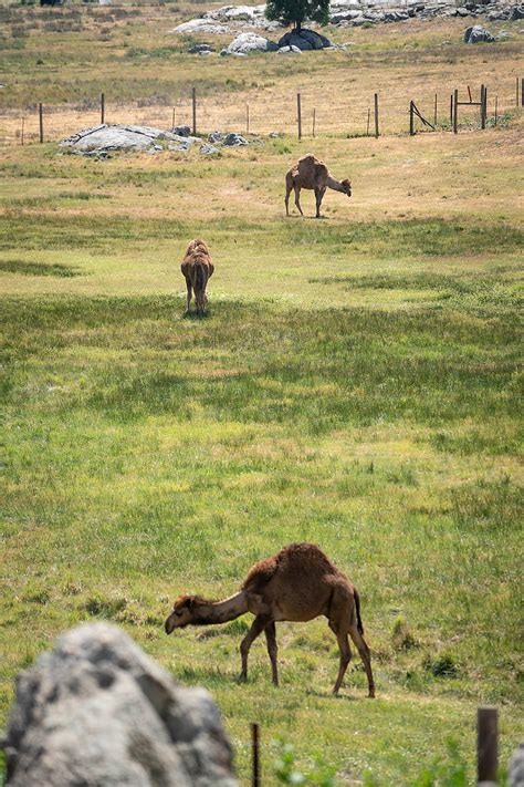 Oasis camel dairy, ramona, california. Oasis Camel Dairy - San Diego Home/Garden Lifestyles