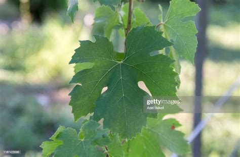 Grape Leaves High Res Stock Photo Getty Images