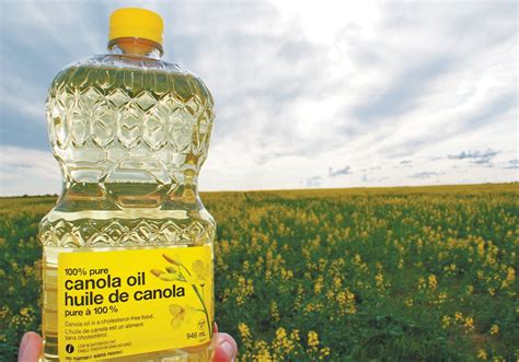 Canola oil is similar to safflower oil. Canola Oil Increases Memory Loss - Renegade Tribune