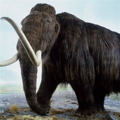 Researchers Retraced A Woolly Mammoths Steps 17000 Years After It
