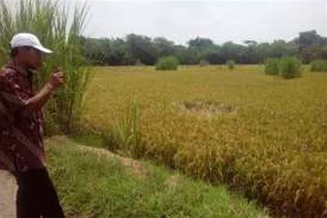 Efek 'pensil vs kamera' terlihat bagus dengan pemandangan dan foto potret. Sketsa Gambar Petani Di Sawah - Rajiman