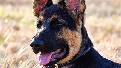 Check spelling or type a new query. Image result for german shepherd greyhound mix puppy ...