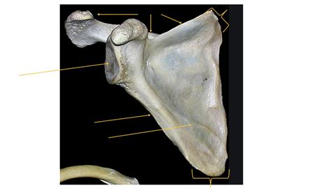 Draw The Diagram Of Right Scapula From Dorsal Aspect My Xxx Hot Girl